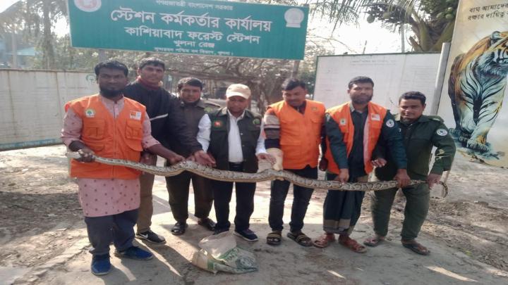 কয়রায় বাড়ির আঙ্গিনা থেকে ১০ ফুট লম্বা অজগার সাপ উদ্ধার, অতপর সুন্দরবনে অবমুক্ত
